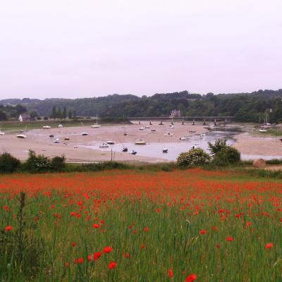 Les champs de coquelicots a Toul An Herry